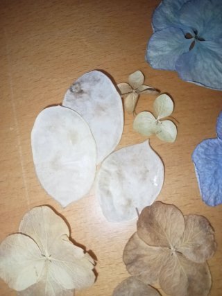 Scatola Fiori Secchi Ortensie e Lunaria. ARTIGIANA