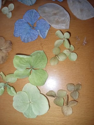 Scatola Fiori Secchi Ortensie e Lunaria. ARTIGIANA
