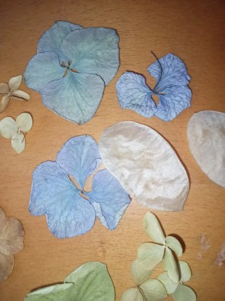 Scatola Fiori Secchi Ortensie e Lunaria. ARTIGIANA