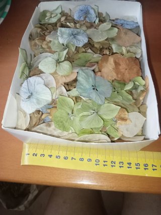 Scatola Fiori Secchi Ortensie e Lunaria. ARTIGIANA