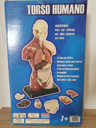 Maqueta Cuerpo Humano Anatomía NUEVO