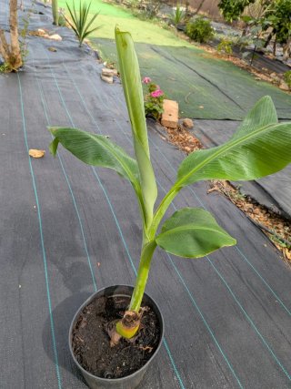 Plataneras