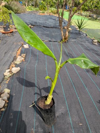 Plataneras