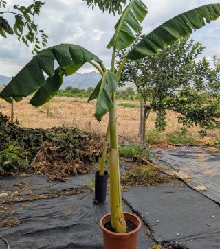 Plataneras