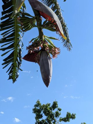 Plataneras