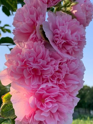 20 semi Malva XXL Rosa • Romantica & Scenografica