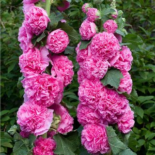 20 semi Malva XXL Rosa • Romantica & Scenografica