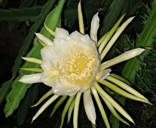 3 esquejes de pitahaya