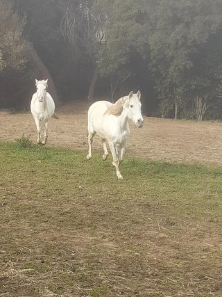 Pupilaje de caballos