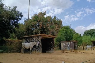 Pupilaje de caballos