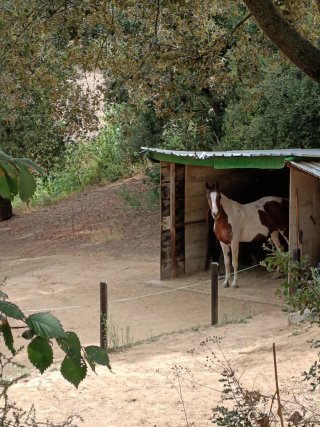 Pupilaje de caballos