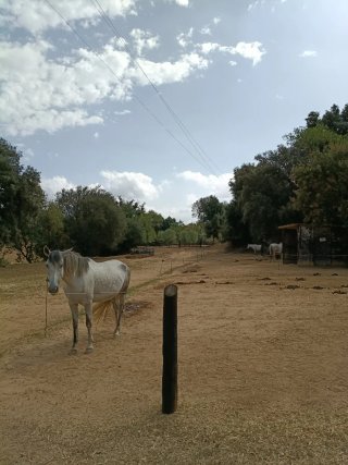 Pupilaje de caballos