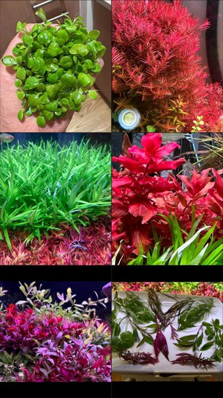 Lote de 10+2 plantas de acuario variadas