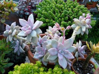 Esqueje planta suculenta, esqueje graptopetalum