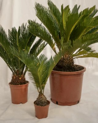 Planta Cycas Revoluta