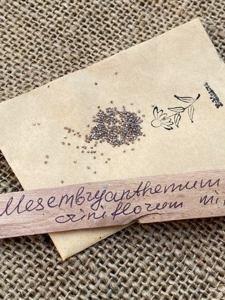 semi  tappezzante Mesembryanthemum Mix