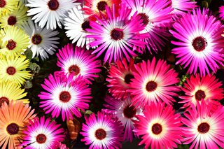 semi  tappezzante Mesembryanthemum Mix