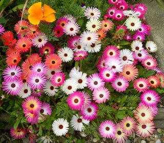 semi  tappezzante Mesembryanthemum Mix