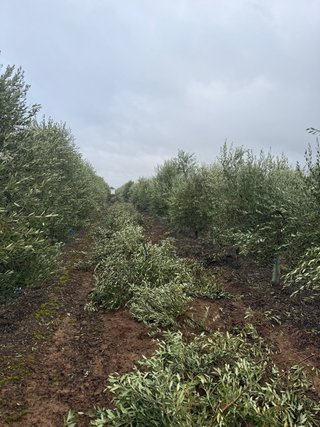 Servicio de poda manual de olivos en seto