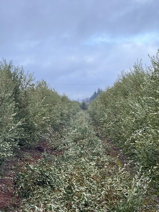 Servicio de poda manual de olivos en seto