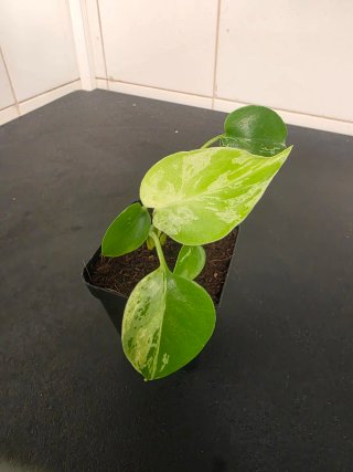 Monstera Bulbasaur
