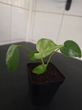 Monstera Bulbasaur