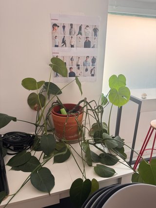 Lote de plantas grandes con macetas