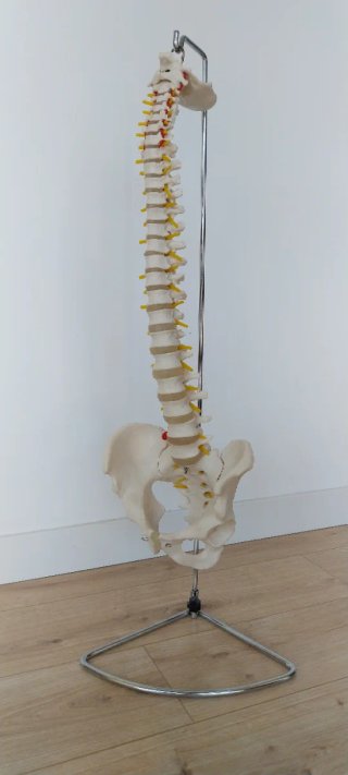 Columna vertebral