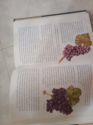 Entender de vino