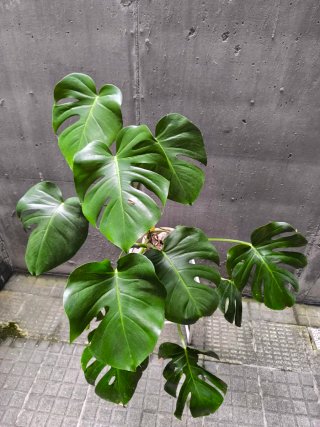 Monstera Deliciosa Planta Grande