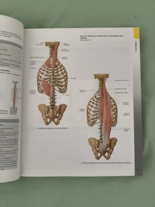 Atlas de anatomia/ Atlas of Anatomy Prometheus