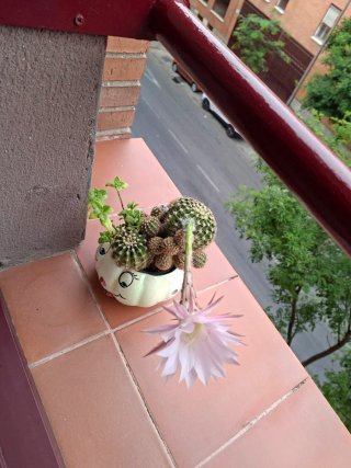 Cactus y planta verde en maceta