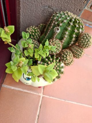 Cactus y planta verde en maceta