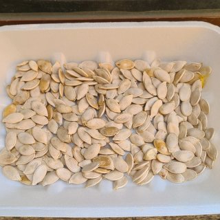 10 Semi di zucca gigante