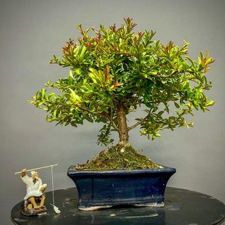 Bonsái Espino de Fuego