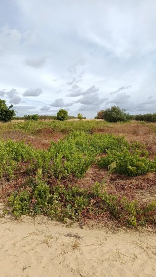 Finca rústica en venta en Villalba del alcor