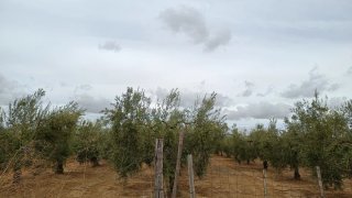 Finca rústica con olivos chucena