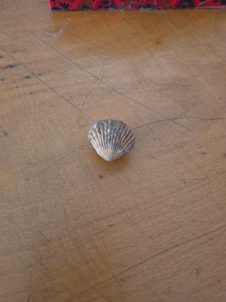Fósil de concha marina