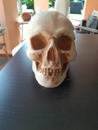 Teschio in resina misura reale