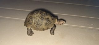 Figuras Animales Schleich