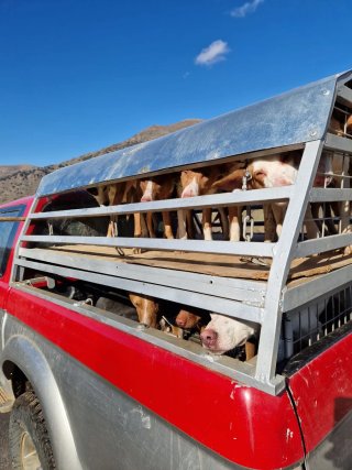 Jaula para perros de dos pisos