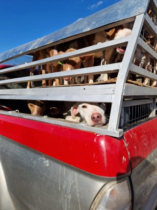 Jaula para perros de dos pisos