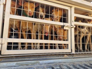 Jaula para perros de dos pisos