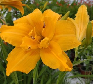 daylily Hemerocallis Apricot Beauty - DOUBLE