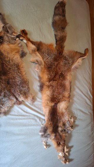 2 pieles de zorro