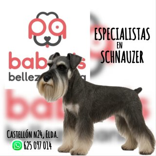 Curso Peluquería Canina en Elda
