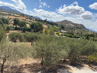 Olivos con aceitunas en alquiler/venta