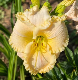 radice daylily Hemerocallis 'Lacy All Over'