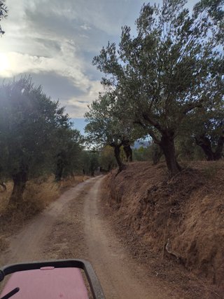 Arrencar ametllers a canvi de la llenya