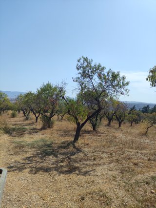 Arrencar ametllers a canvi de la llenya